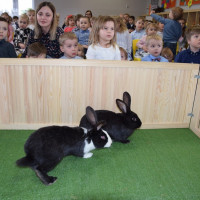 Spotkania ze zwierzętami - króliki